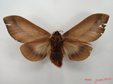 Pallastica mesoleuca